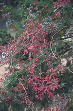 poison oak5.webp poison oak5.webp