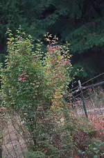 poison oak2.webp poison oak2.webp