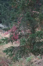 poison oak3.webp poison oak3.webp