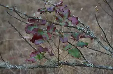 poison oak4.webp poison oak4.webp