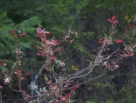 poison oak1.webp poison oak1.webp