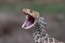 bull snake.webp