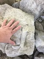 fossil.webp