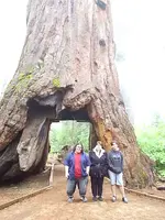 104 BIG TREES.webp