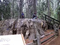 122 BIG TREES.webp