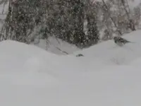 Lots of snow 004.webp