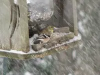 Lots of snow 009.webp