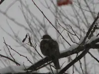 Lots of snow 012.webp