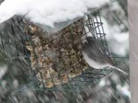 Lots of snow 015.webp