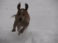 Lots of snow 018.webp