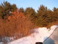 snowmobile, birds 017.webp