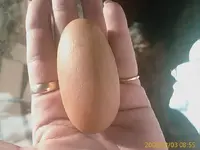 egg rock 1.webp