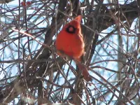 snowmobile, birds 008.webp