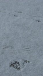 Strange footprints.JPG
