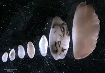 otoliths_600.webp