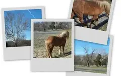 collage.webp