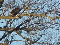 eagle1.webp