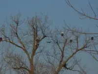 eagle3.webp