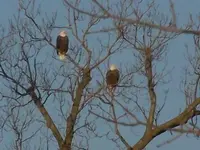 eagle4.webp