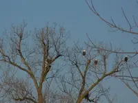 eagle5.webp