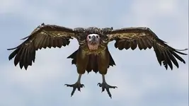 til-vultures-640.webp