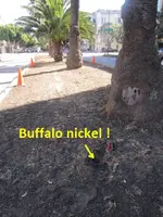 palm tree median 006.webp