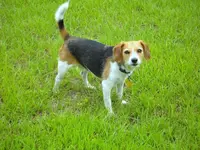 Shorty in back yard.webp