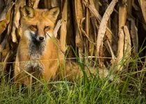 Pretty Fox.webp