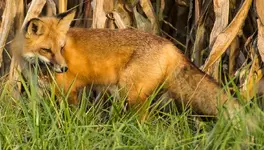 Pretty Fox2.webp