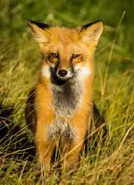 Pretty Fox4.webp