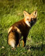 Pretty Fox7.webp