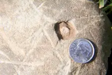 amphrockcarving3.webp