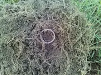 750 ring 2.webp