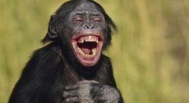 monkey laugh.jpg