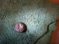 DSCN2910.webp