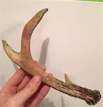 Deer.webp Deer.webp