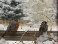 snow 120716.webp