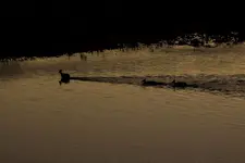 Crossing the River 3.webp
