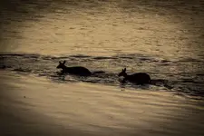 Crossing the River 2.webp