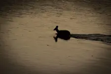 Crossing the River.webp