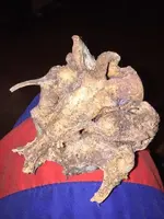 skull 3.webp