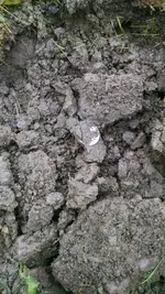 Half Dollar.webp Half Dollar.webp