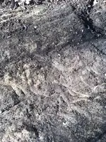 ImageUploadedByTreasureNet.com1476240724.540467.webp ImageUploadedByTreasureNet.com1476240724.540467.webp