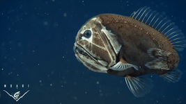 Mbari-deep-sea-fish.png