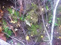 photo (4).webp