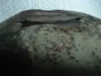 DSCF2482.webp