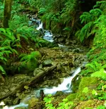 DSCN1133.webp