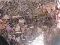 IMG_0001.webp IMG_0001.webp