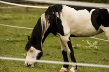 K1600_Elvis Horse.webp K1600_Elvis Horse.webp