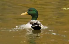 K1600_Male Mallard2.webp K1600_Male Mallard2.webp